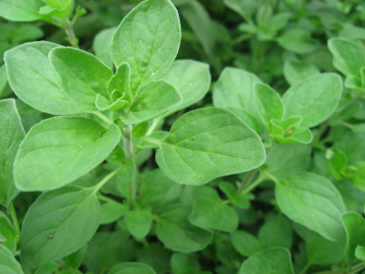 Marjoram  ‘Origanum marjorana’  .100 grams